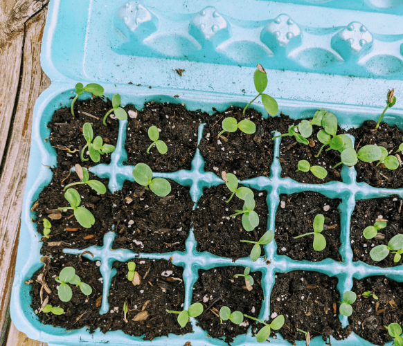 Seedlings growing in an egg carton filled with soil.